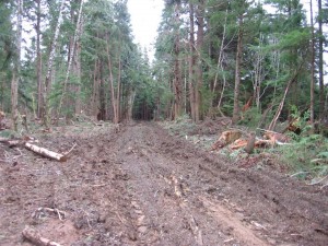 West end of Main Skid Road during 2008 logging